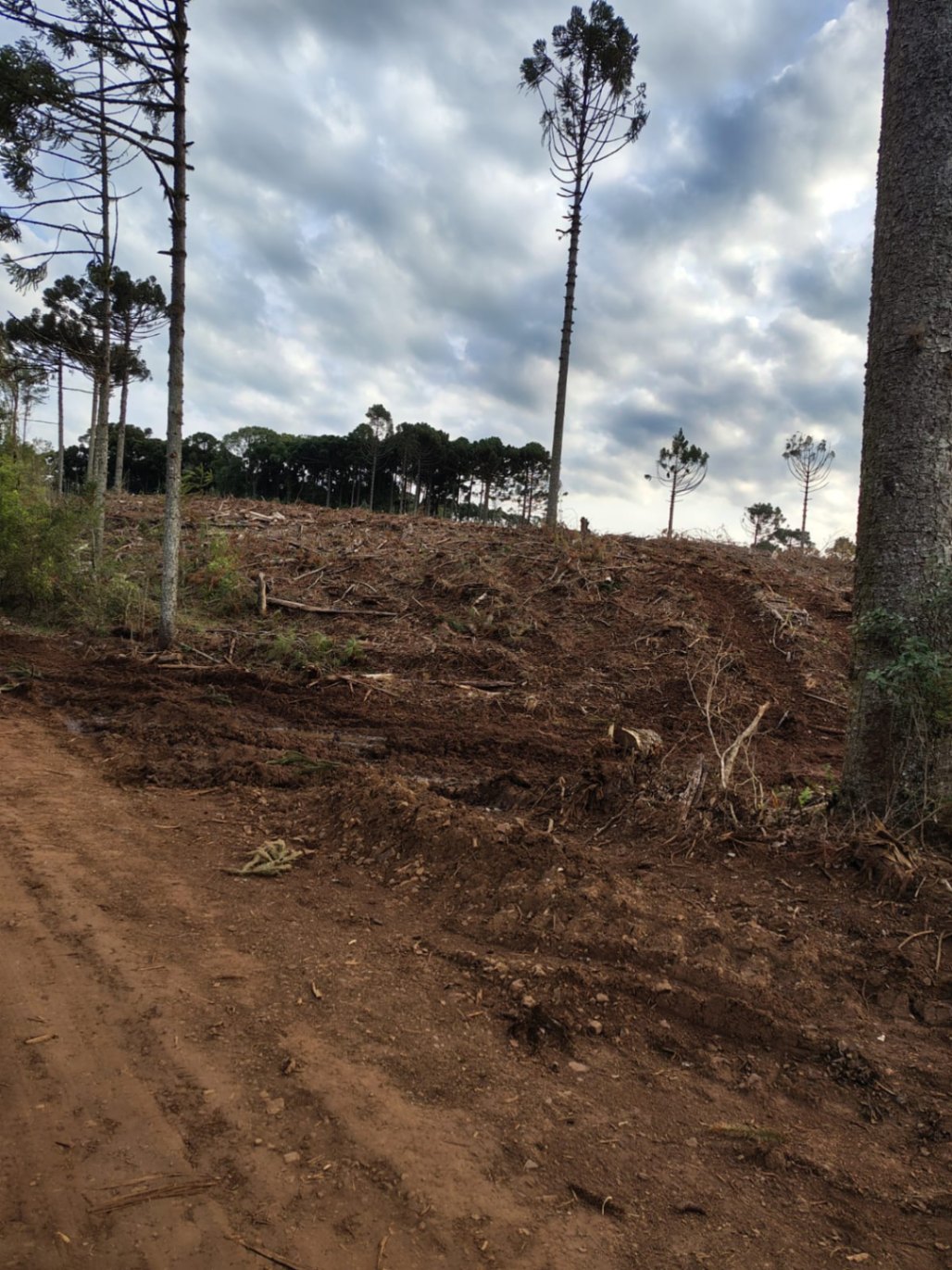 Gleba em Lagoa Vermelha/RS — foto 1